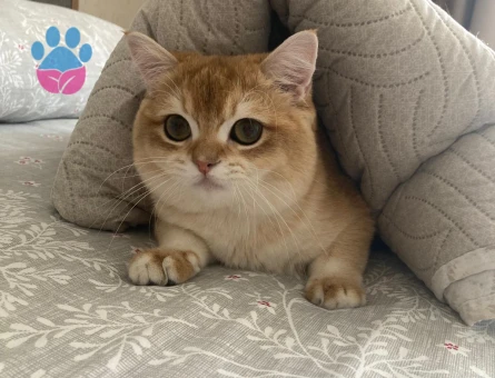 Oğlumuz Badem'e british golden eş arıyoruz...