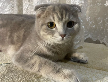 Scottish fold kızımıza eş arıyoruz - 118975563