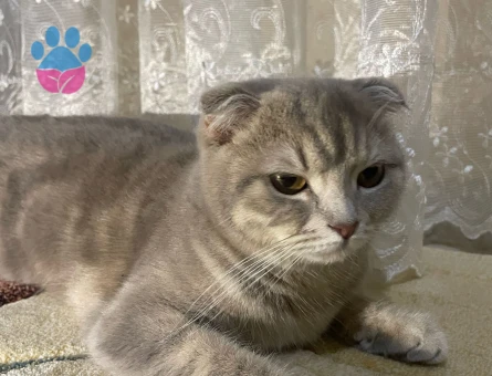 Scottish fold kızımıza eş arıyoruz