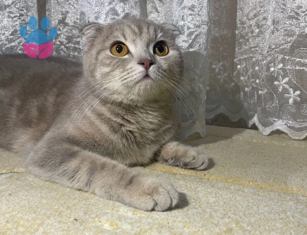 Scottish fold kızımıza eş arıyoruz