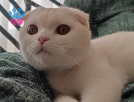 Oğlumuz behlül  için gelin adayı arıyoruz