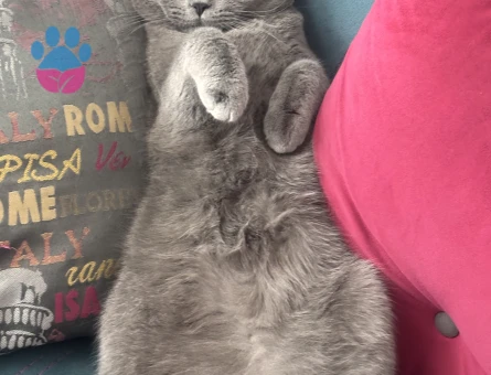British Shorthair Balım Oğlum Eş Arıyor