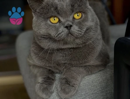 British Shorthair Kedim Eş Aryor