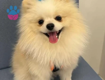 Poomeranian Boo Oğlumuza eş ariyoruz.