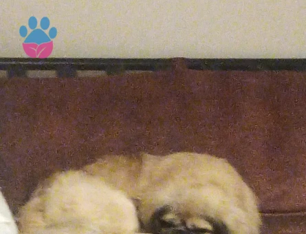 9 yaşında Pekinez Oğlumuza Eş arıyoruz