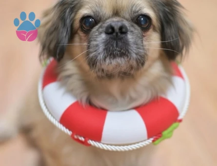 9 yaşında Pekinez Oğlumuza Eş arıyoruz