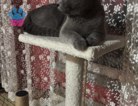 British Shorthair Kızımıza Eş Arıyoruz