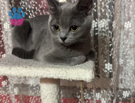 British Shorthair Kızımıza Eş Arıyoruz