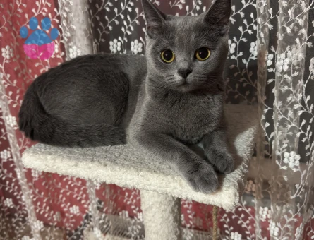 British Shorthair Kızımıza Eş Arıyoruz