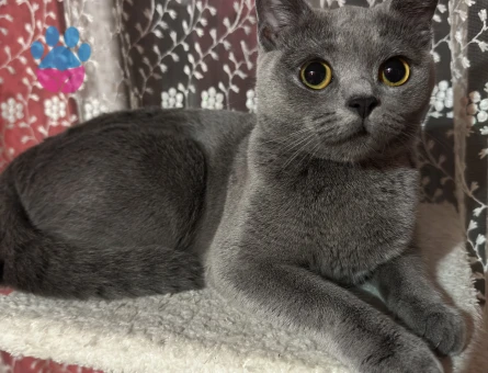 British Shorthair Kızımıza Eş Arıyoruz