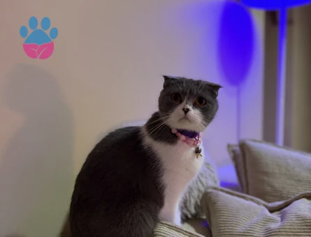 scottish fold bicolor Kızıma eş arıyorum