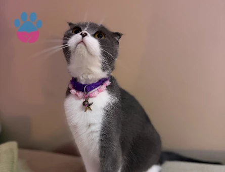 scottish fold bicolor Kızıma eş arıyorum