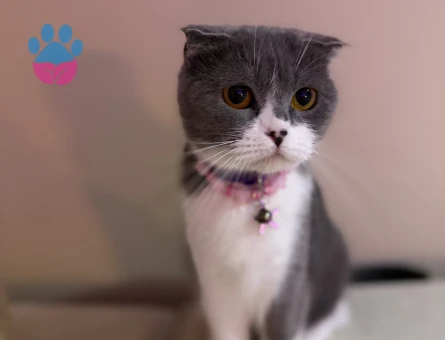 scottish fold bicolor Kızıma eş arıyorum