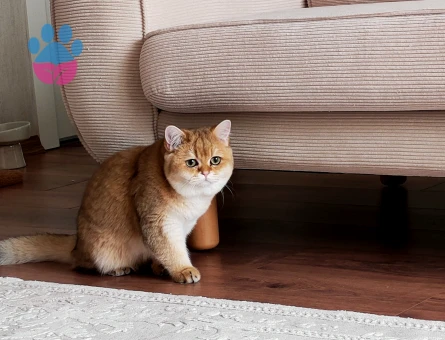 British Shorthair Golden Kedime Eş Arıyorum