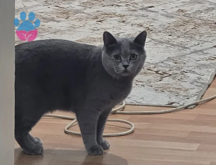 British Shorthair 1,5 Yaşında Kızıma Eş Arıyorum