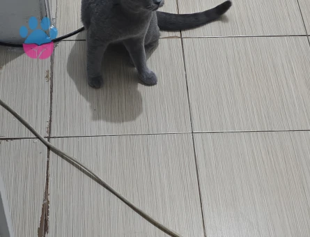 British Shorthair 1,5 Yaşında Kızıma Eş Arıyorum
