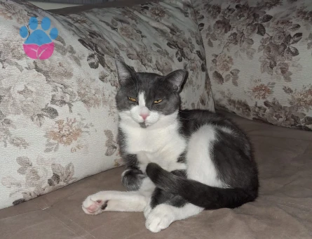 Smokin Erkek Kedime Eş Arıyorum