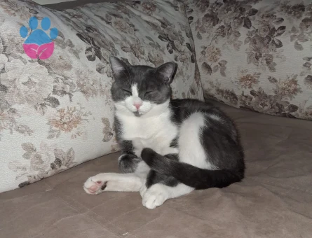 Smokin Erkek Kedime Eş Arıyorum