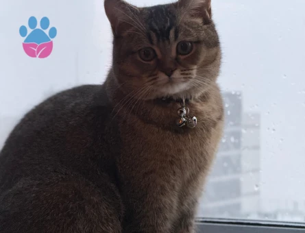 British Shorthair 1 Yaşında Eş Arıyor