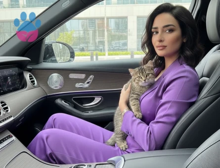 British Shorthair 1 Yaşında Eş Arıyor