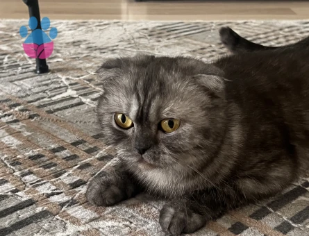 Dişi Schottis kedim için eş arıyorum