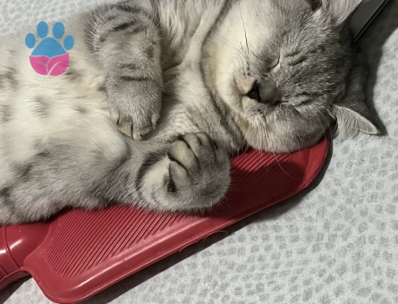 British Shorthair Maykime eş arıyoruz