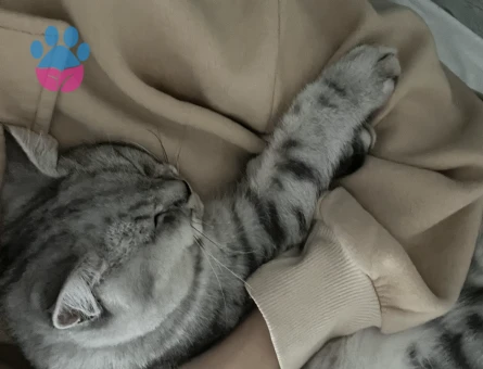 British Shorthair Maykime eş arıyoruz