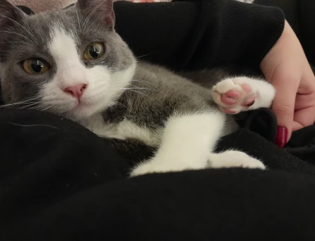 British Shorthair Maşa Eş Arıyor - 118966033