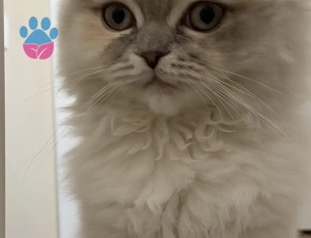 Scottish fold long hair kırık kulak dişi kedimize eş arıyoruz