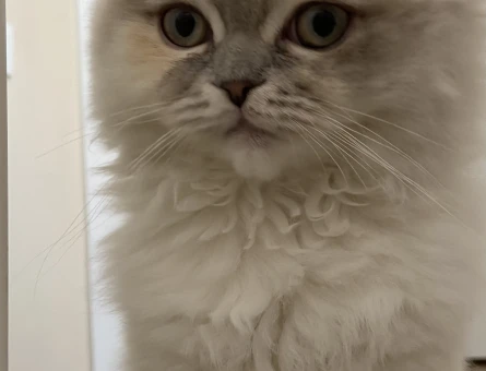 Scottish fold long hair kırık kulak dişi kedimize eş arıyoruz - 118966035