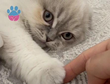 Scottish fold long hair kırık kulak dişi kedimize eş arıyoruz