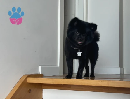 Pomeranian Boo Milan Eş Arıyor
