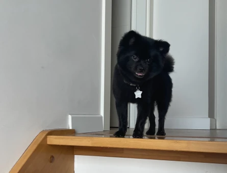 Pomeranian Boo Milan Eş Arıyor - 118966062