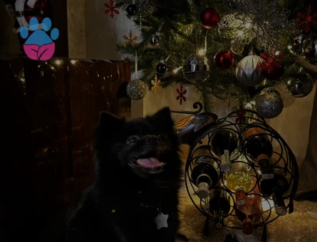 Pomeranian Boo Milan Eş Arıyor