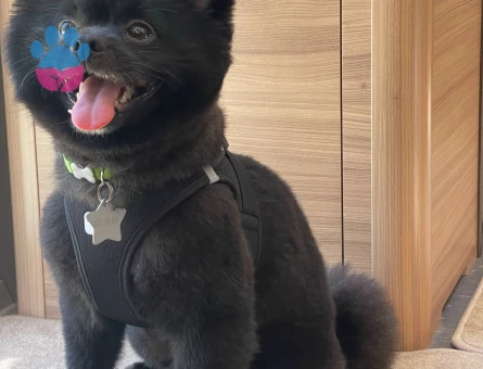 Pomeranian Boo Milan Eş Arıyor