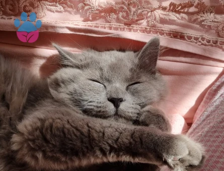 British longhair erkek çiftleştirme