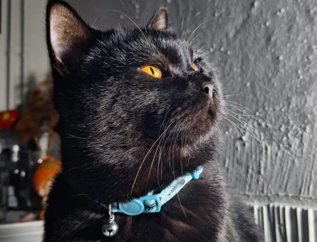 British Shorthair 15 Aylık Eş Arıyor - 118966067