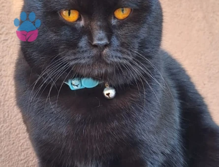 British Shorthair 15 Aylık Eş Arıyor