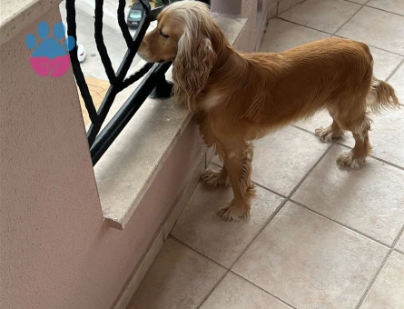 American Cocker Köpeğime Eş Arıyor