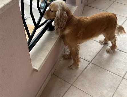 American Cocker Köpeğime Eş Arıyor - 118966072