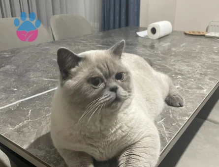 British Shorthair 1 Yaşında Eş Arıyor