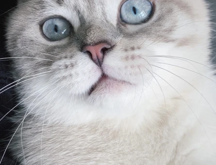 British Shorthair Oğlumuza Eş arıyoruz - 118976327