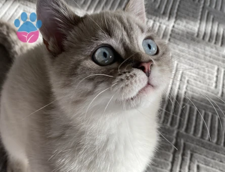 Oğlumuza Eş arıyoruz