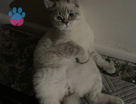 Oğlumuza Eş arıyoruz