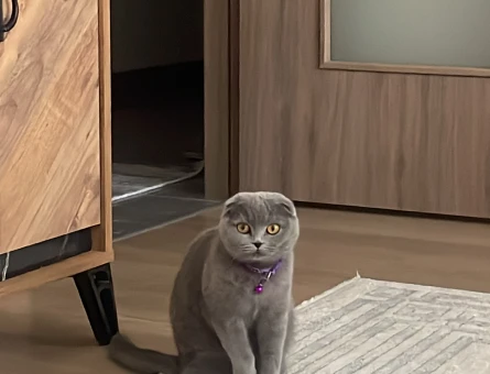 Çiftleşecek bir kedi arıyorum. - 118976330