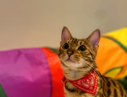 Has bengal dişi kedi - 118976331
