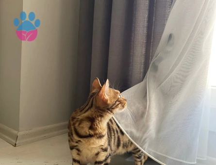 Has bengal dişi kedi