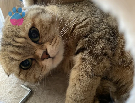 Altın Güzellik Nala, Eşini Arıyor!