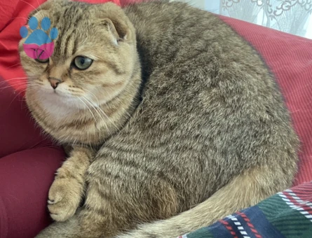 Altın Güzellik Nala, Eşini Arıyor!