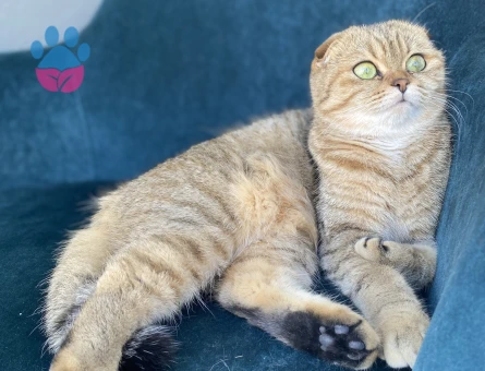 Altın Güzellik Nala, Eşini Arıyor!